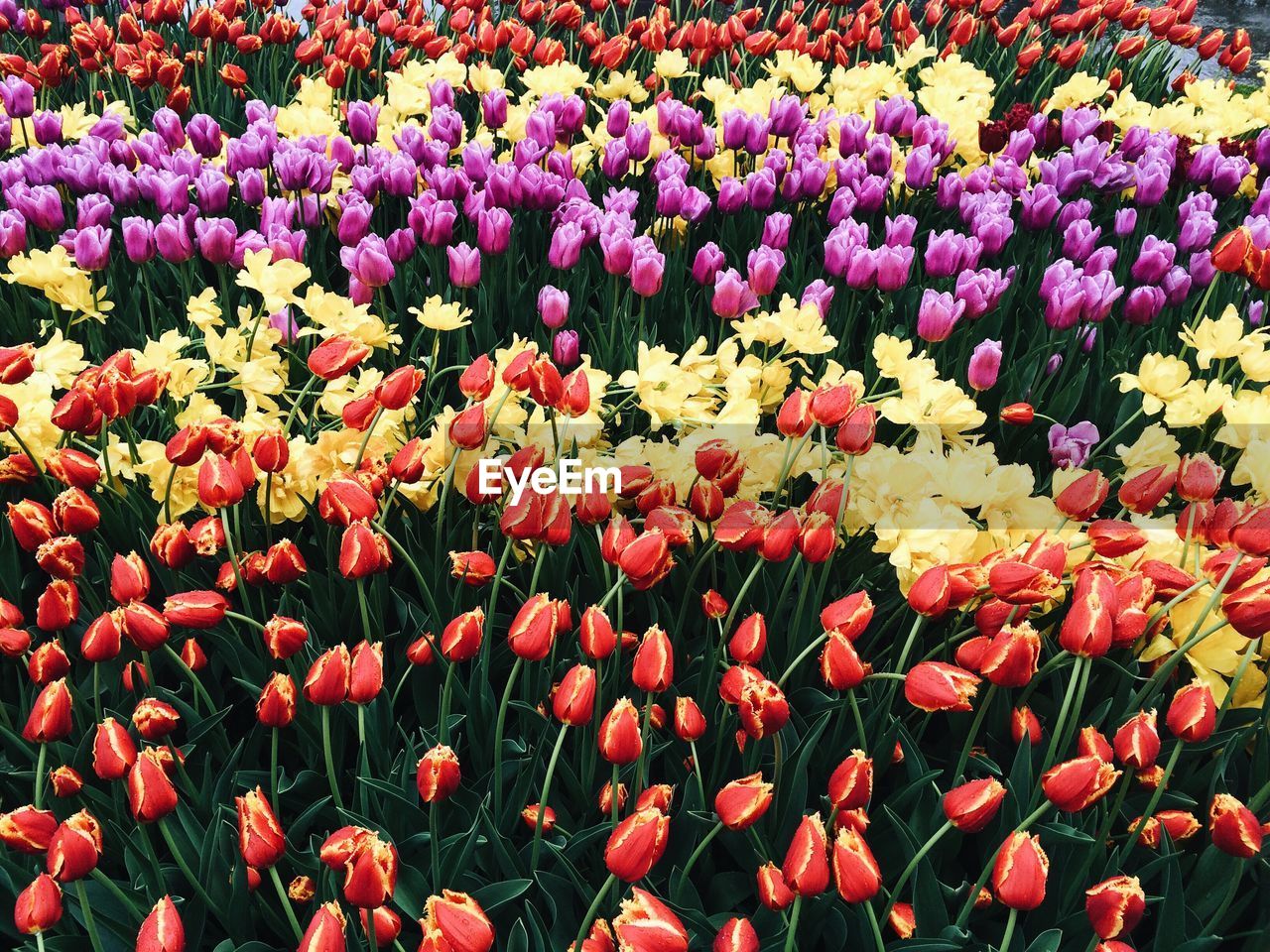 Close-up of red tulips blooming in field