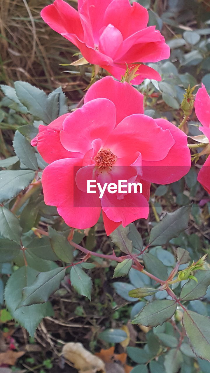 CLOSE-UP OF PINK FLOWERS BLOOMING IN PARK