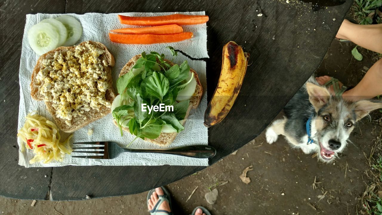 Directly above shot of dog sitting by table with breakfast