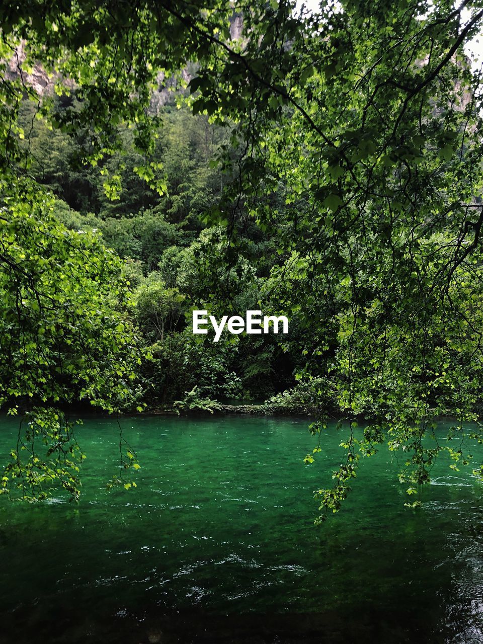 SCENIC VIEW OF LAKE AGAINST TREES IN FOREST