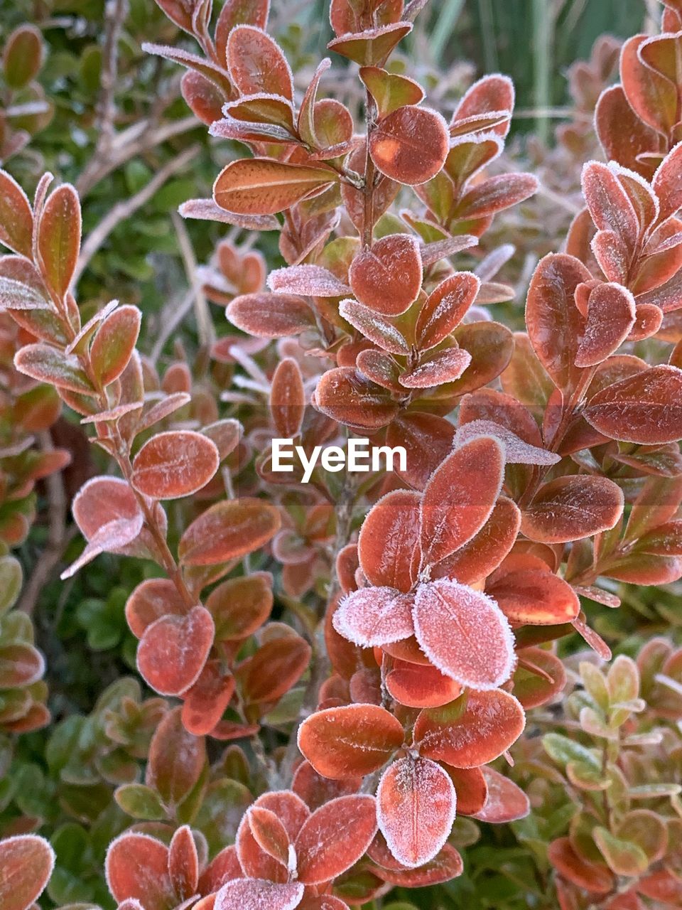 Close-up of red flowering plant