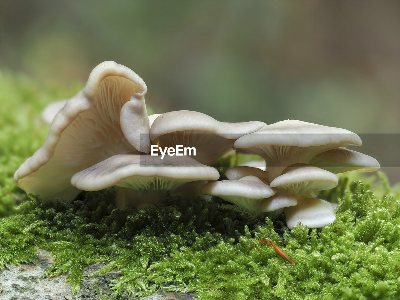 CLOSE-UP OF MUSHROOM GROWING ON LAND