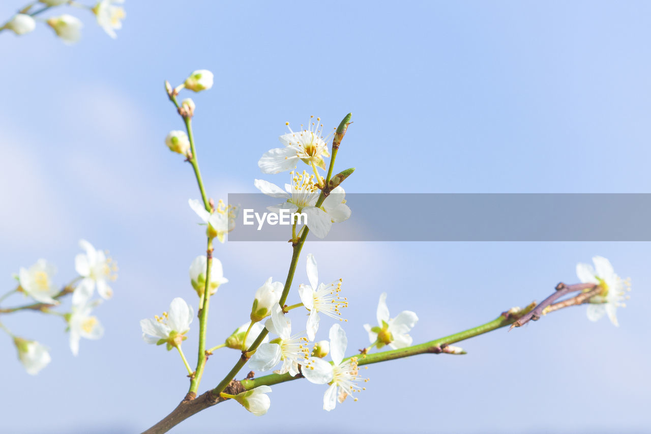 Low angle view of white flowers blooming on tree