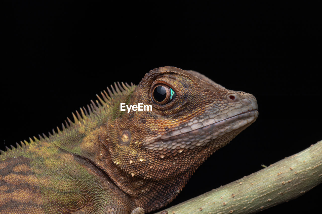 CLOSE-UP OF LIZARD AGAINST BLACK BACKGROUND