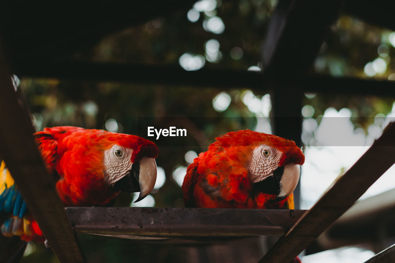 Large exotic colorful parrots in zoo