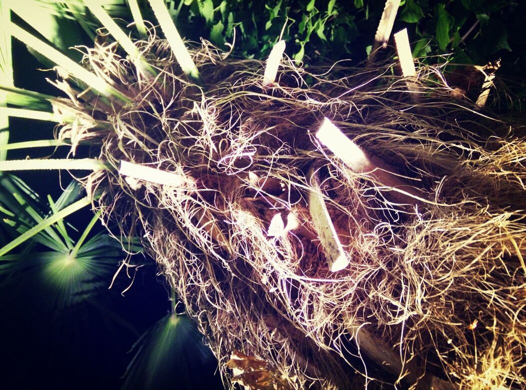 Detail shot of plants