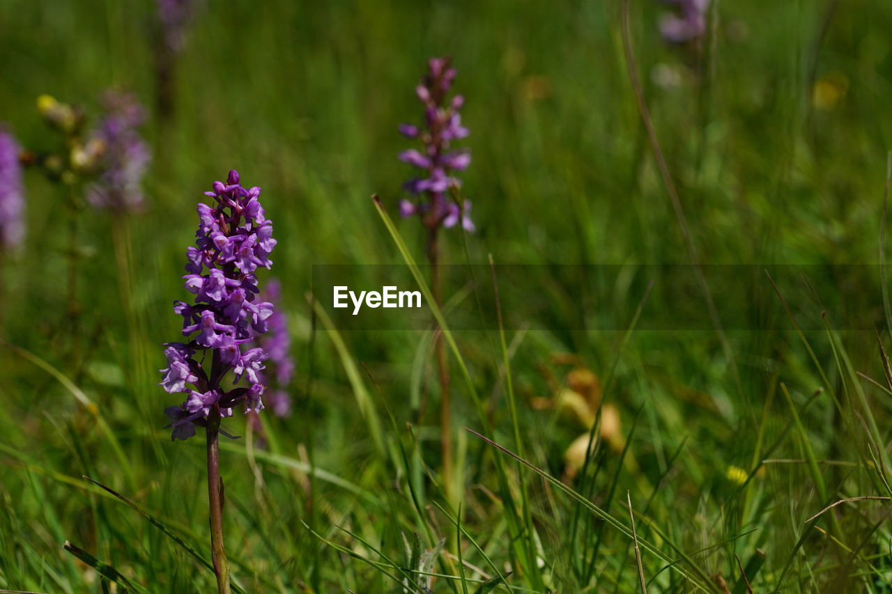 CLOSE-UP OF PURPLE FLOWERING PLANT IN FIELD