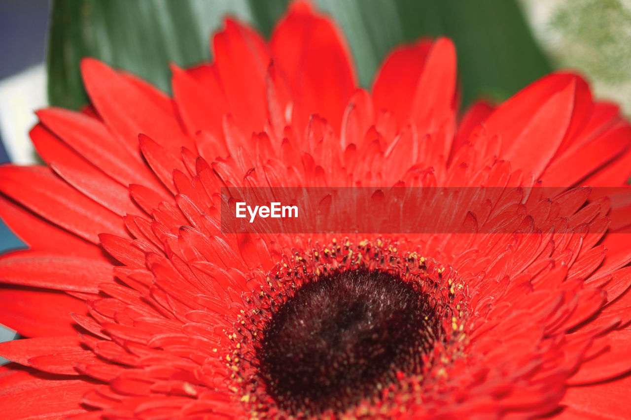 CLOSE-UP OF RED GERBERA DAISY ON PLANT