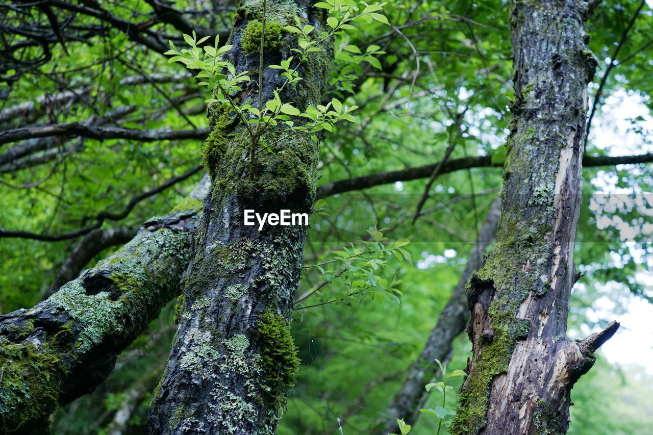 Moss growing on tree trunk
