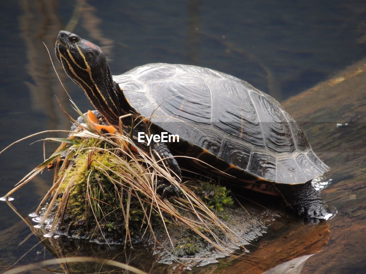 High angle view of turtle on rock at lake