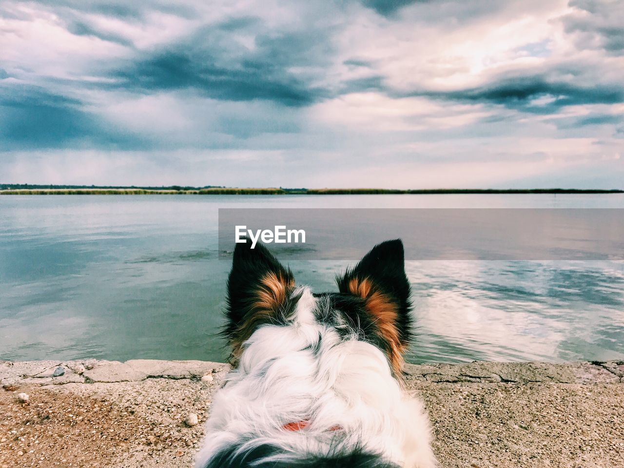 Dog at beach against sky