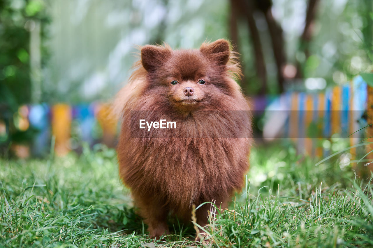Pomeranian spitz dog in garden. cute brown pomeranian puppy on walk. spitz pom dog on green grass