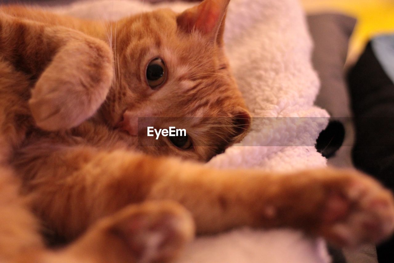 CLOSE-UP OF GINGER CAT LYING ON BLANKET