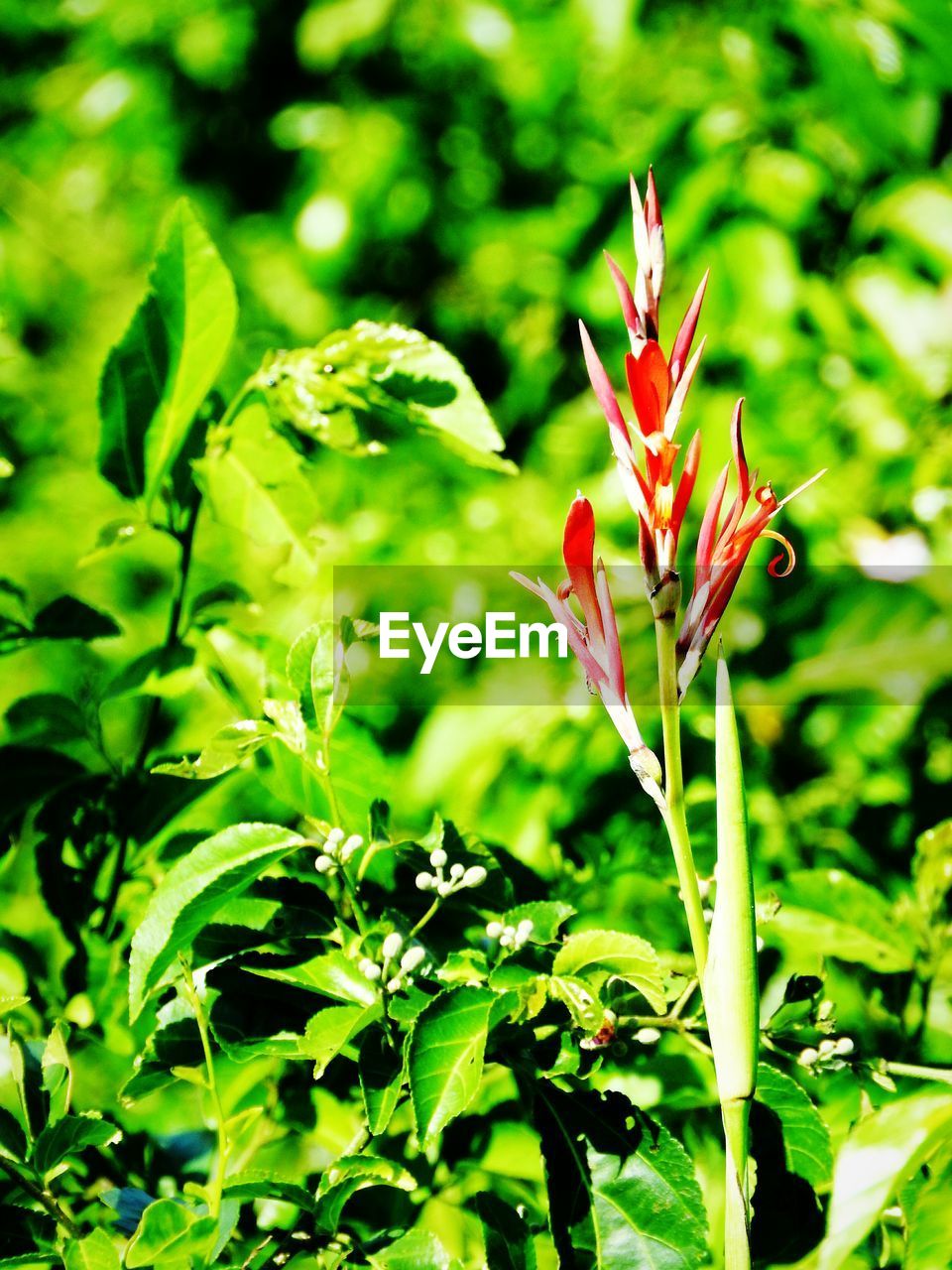 CLOSE-UP OF RED FLOWERING PLANT AGAINST BLURRED BACKGROUND