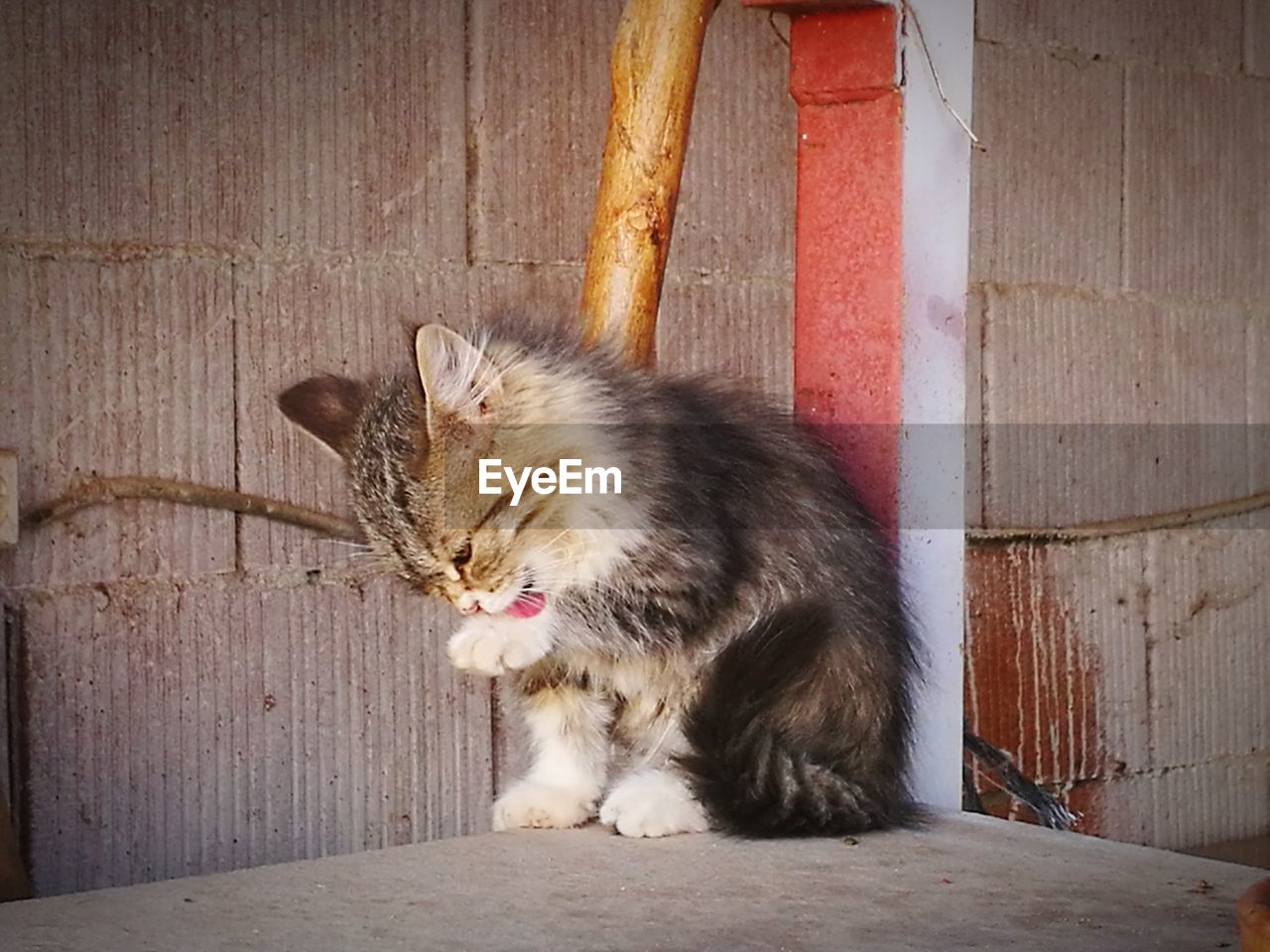 CAT SITTING ON WOOD