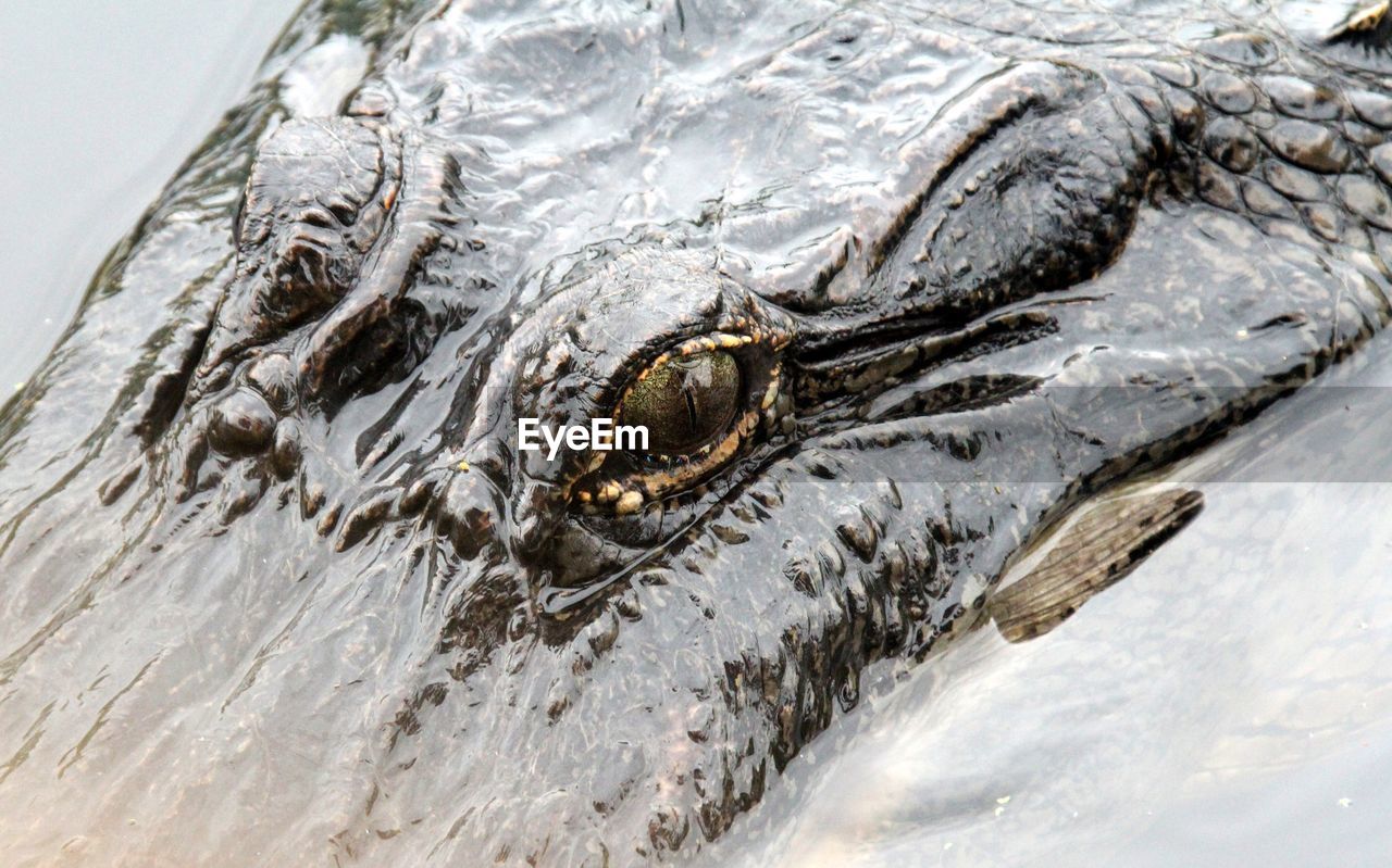 Close-up of alligator in lake