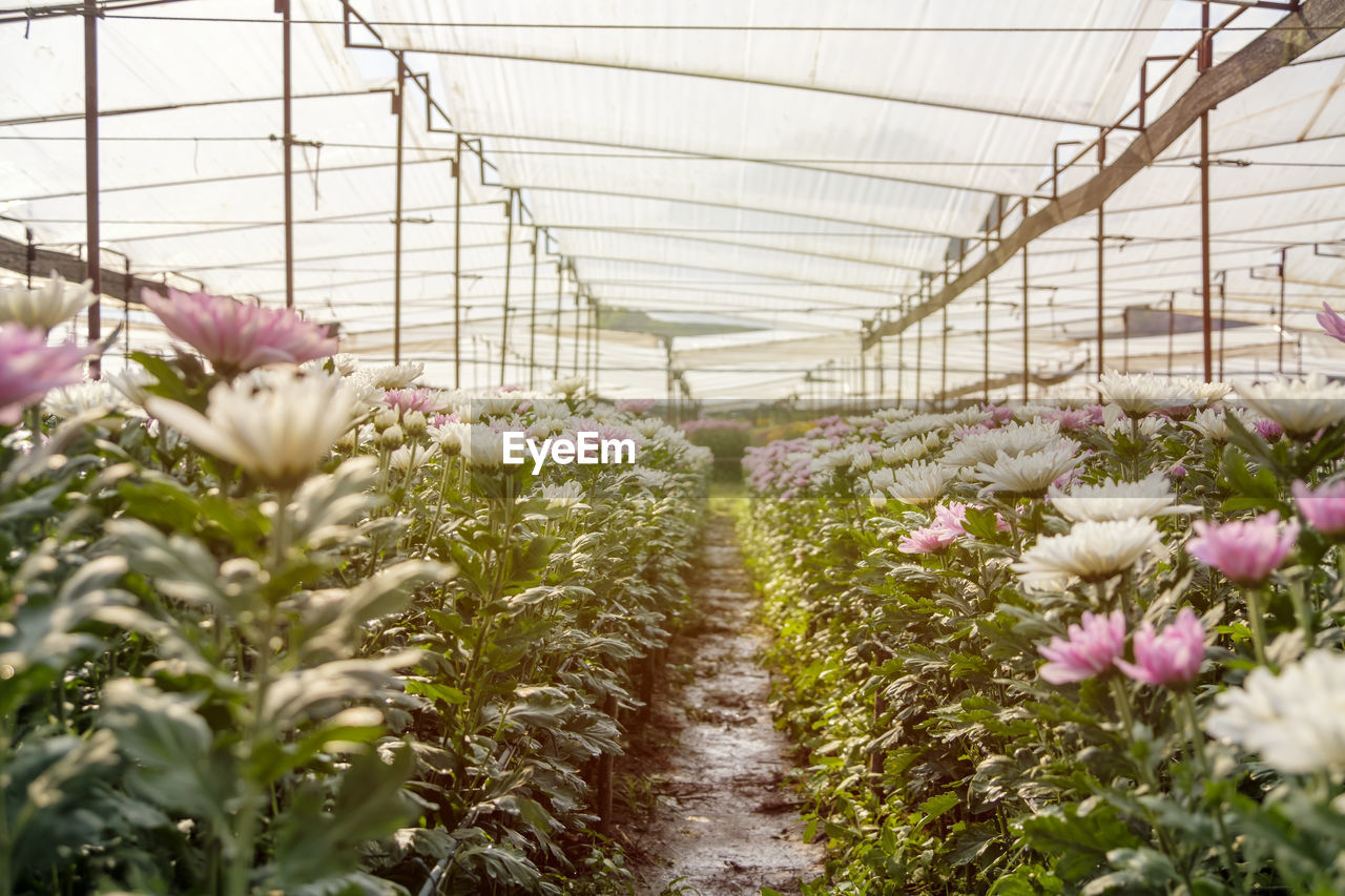 View of flowering plants in greenhouse