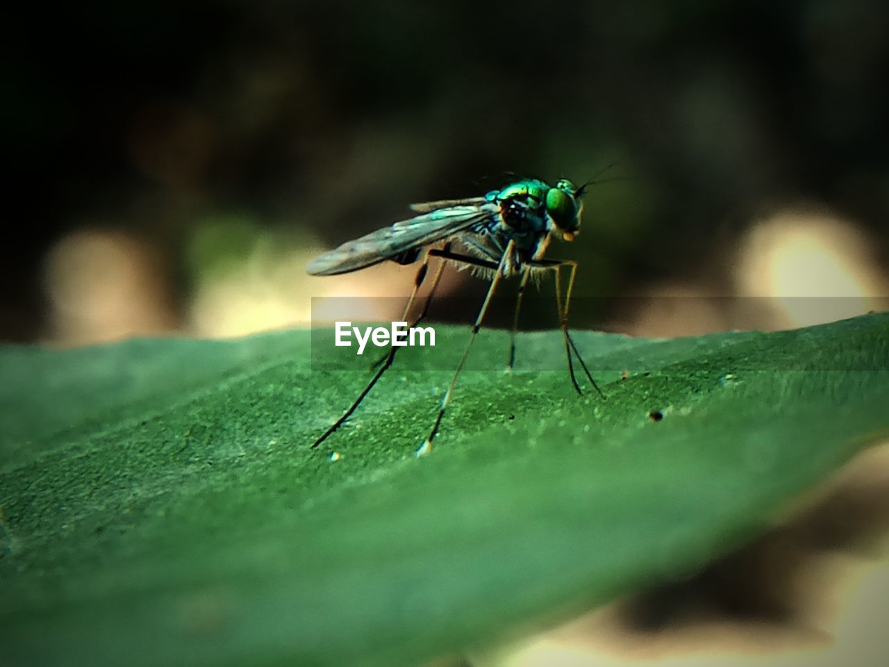 Close-up of fly on leaf