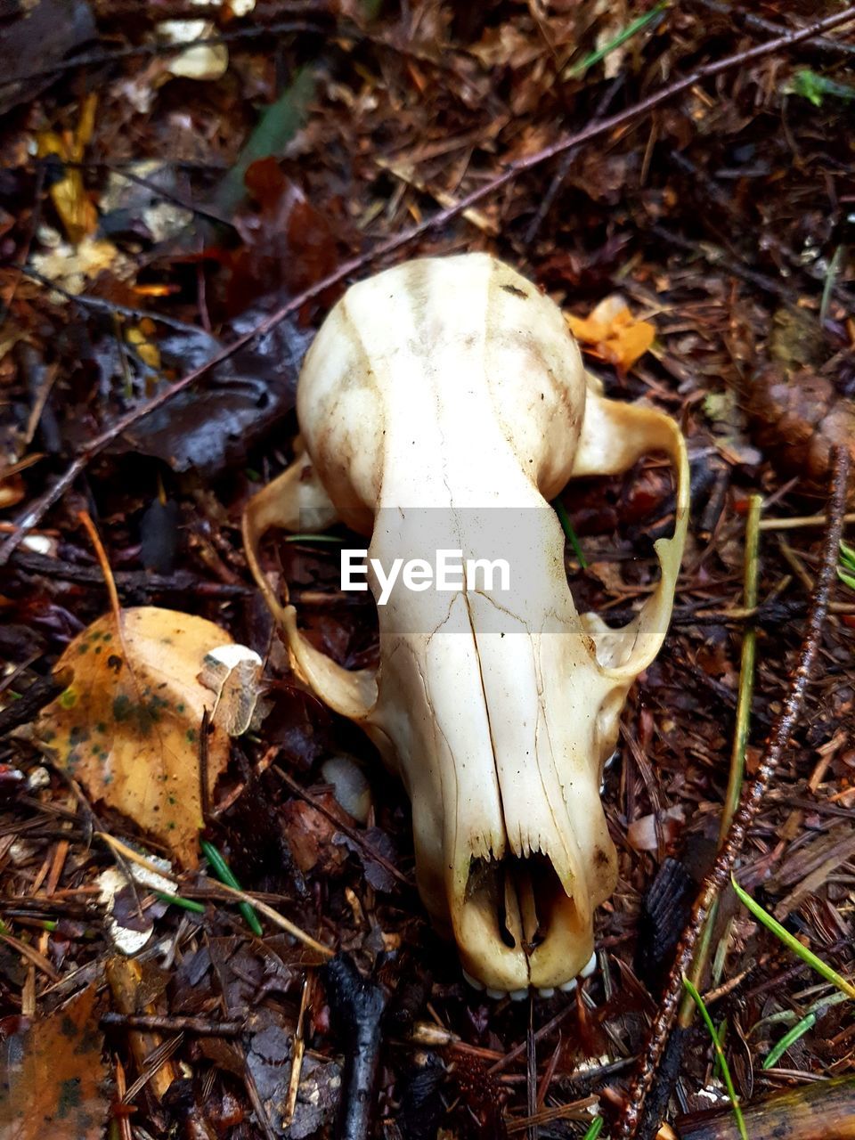 CLOSE-UP OF ANIMAL SKULL IN THE BACKGROUND