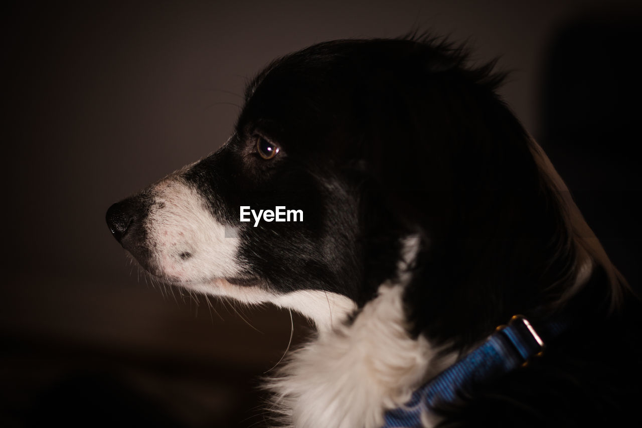 Close-up of dog against gray background