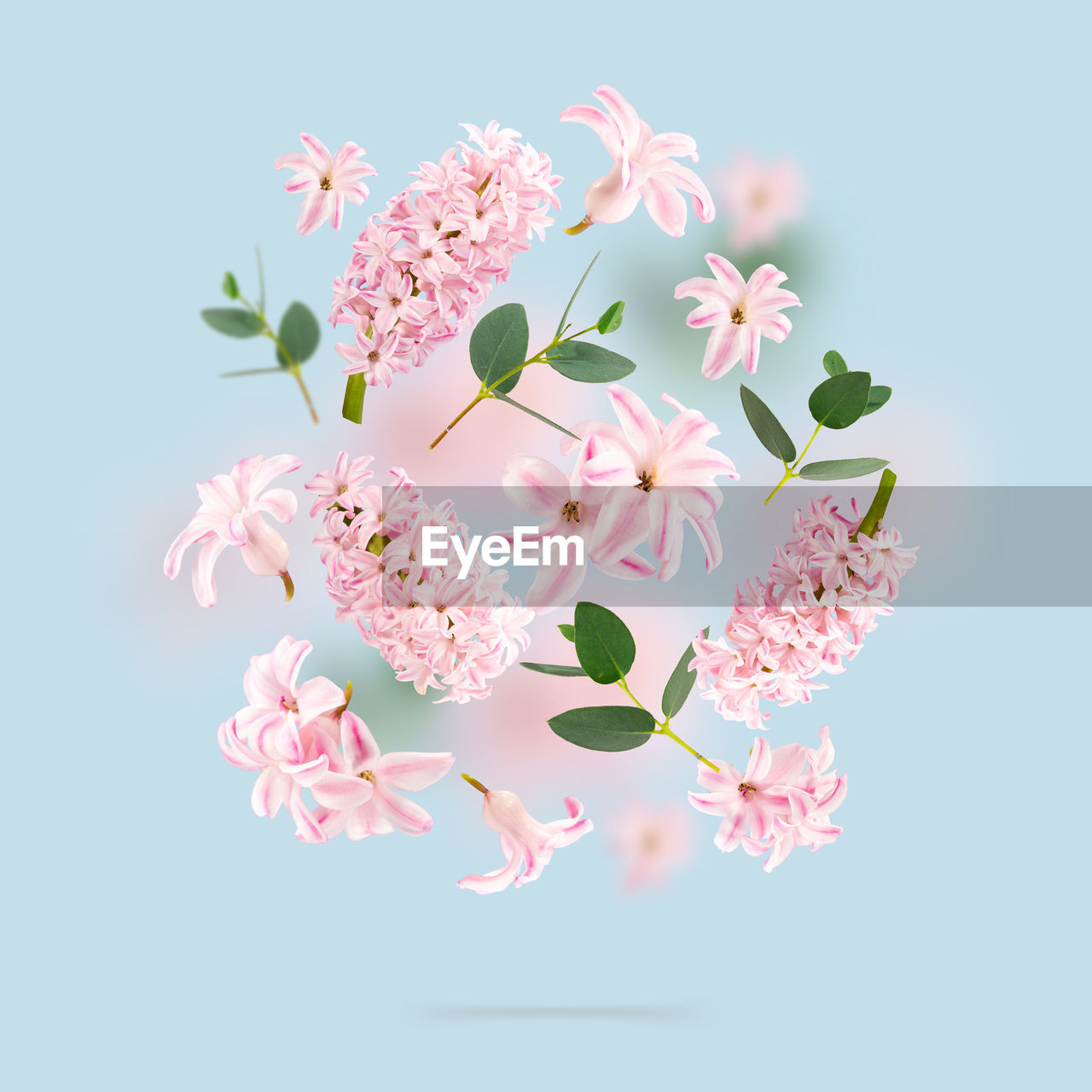 plant, flower, flowering plant, pink, nature, blossom, freshness, branch, beauty in nature, petal, fragility, colored background, no people, studio shot, cherry blossom, springtime, blue, growth, indoors, blue background, flower head, inflorescence, plant part, lilac, leaf, tree, pastel colored, still life, flower arrangement, food and drink, close-up, copy space