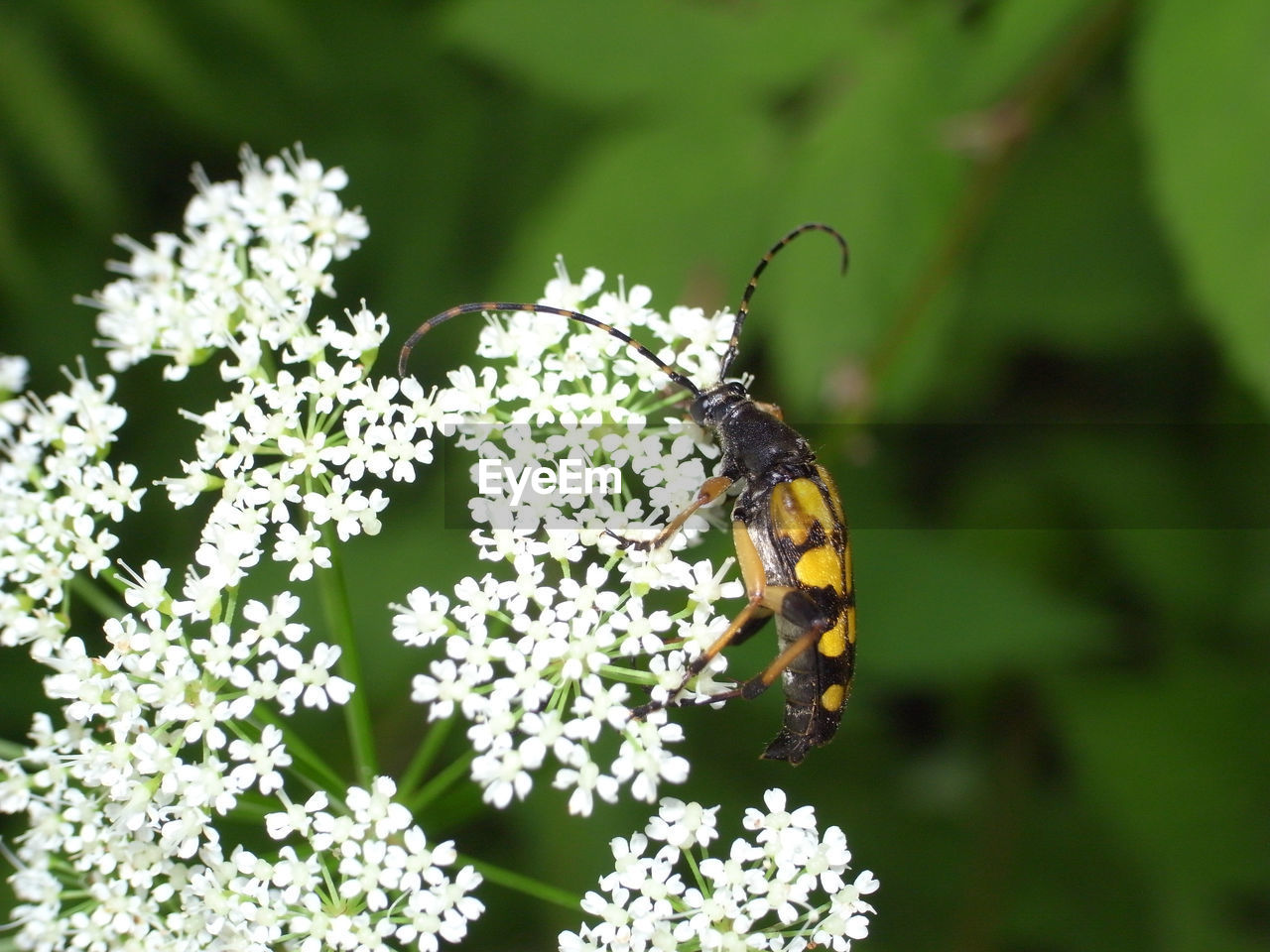 CLOSE-UP OF BUTTERFLY ON FLOWER