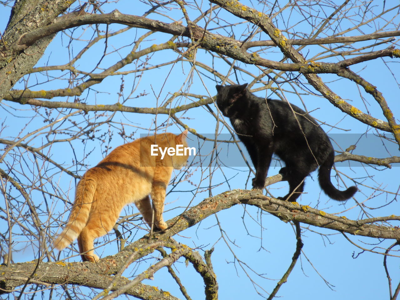 LOW ANGLE VIEW OF A HORSE ON TREE