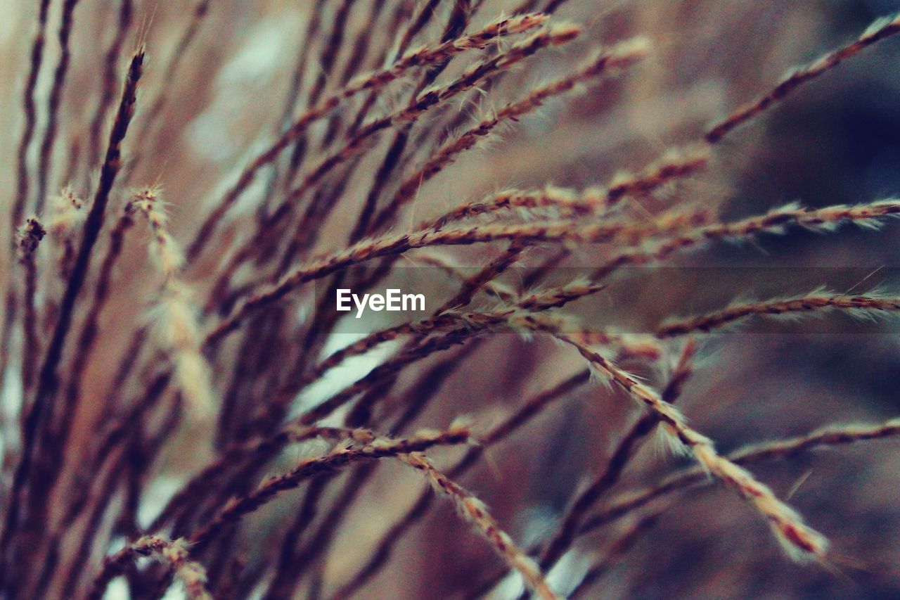 Close-up of plant growing on tree trunk