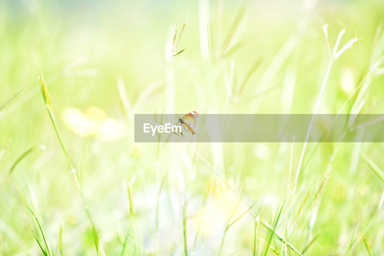 Close-up of insect on grass