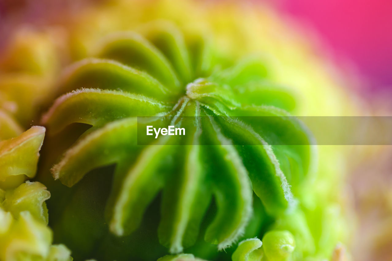 Poppy flower, close-up of poppy head, with pollen and immature poppy capsule inside