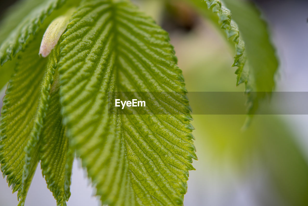 Close-up of green leaves