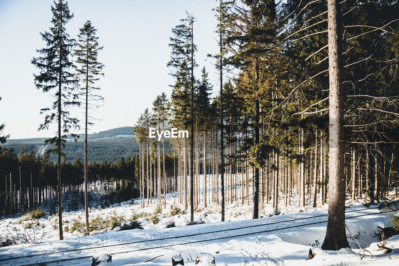 Trees in snow covered field during winter