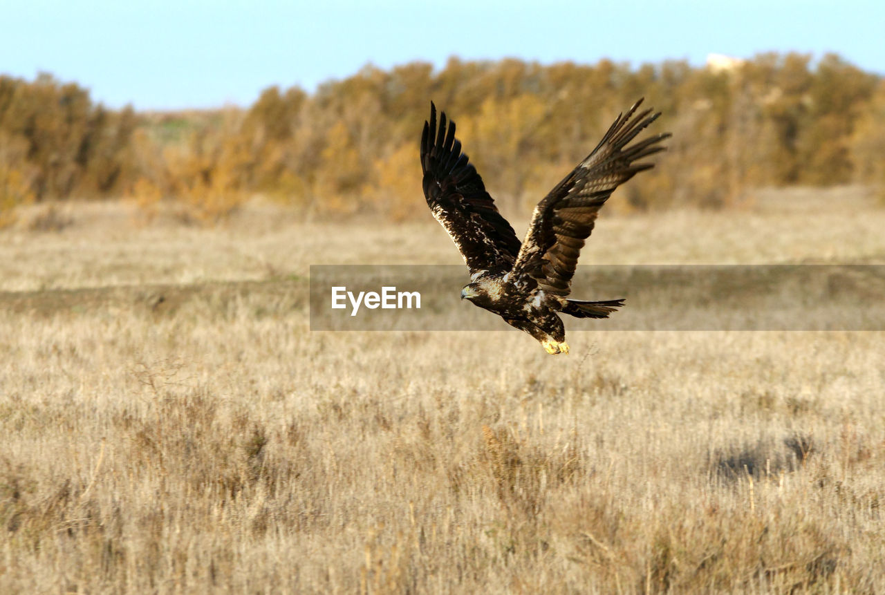 CLOSE-UP OF EAGLE FLYING OVER A FIELD