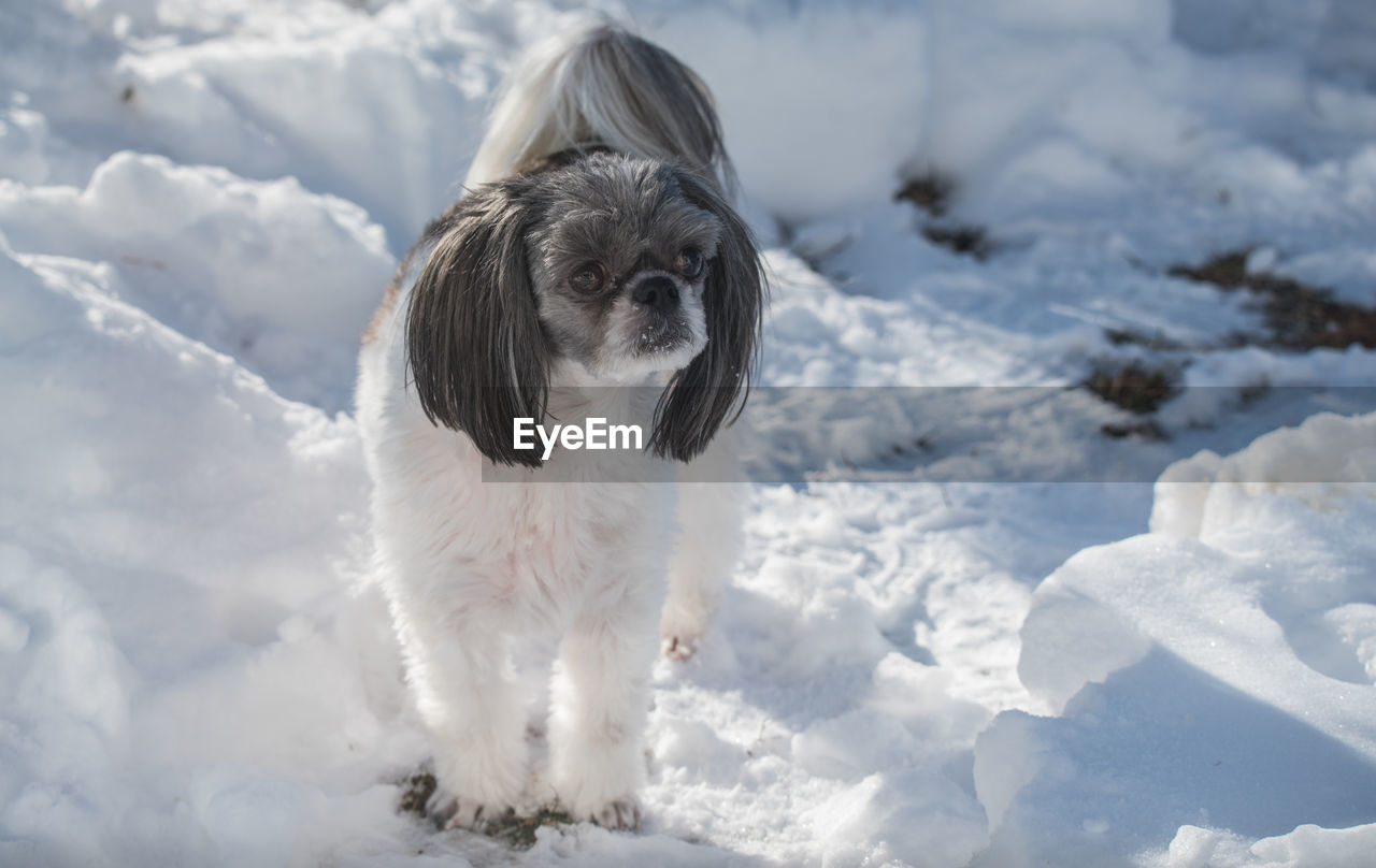  shih tzu treading carefully through the snow