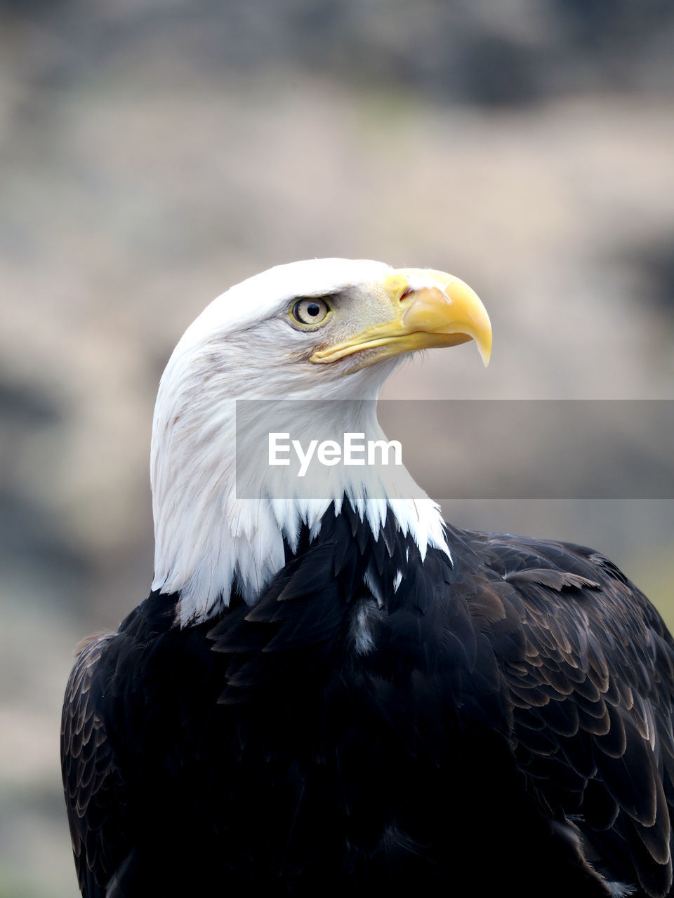 Close-up of bald eagle