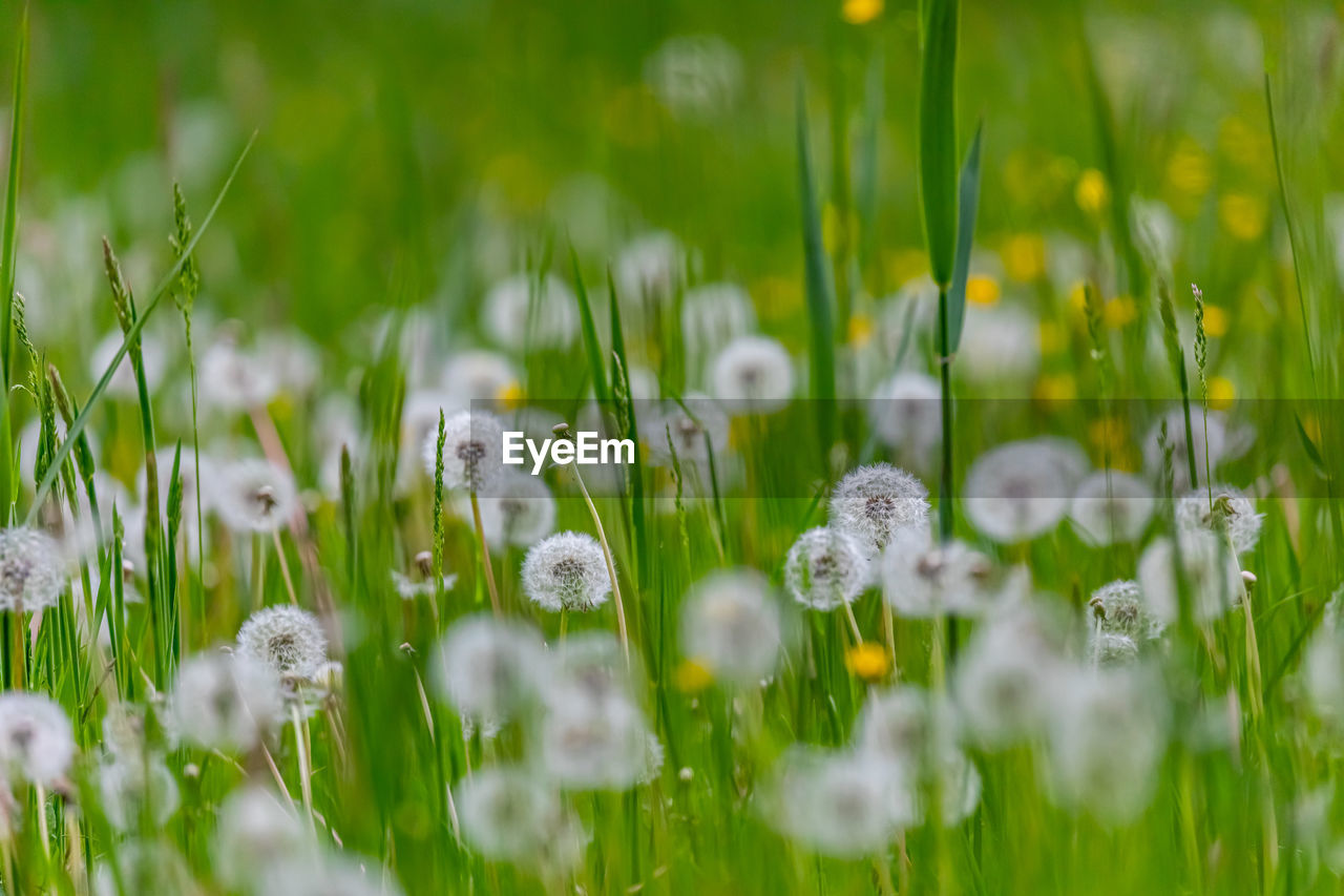 CLOSE-UP OF WHITE CROCUS FLOWERS ON FIELD