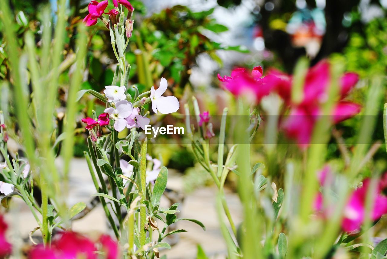 CLOSE-UP OF PINK FLOWERS