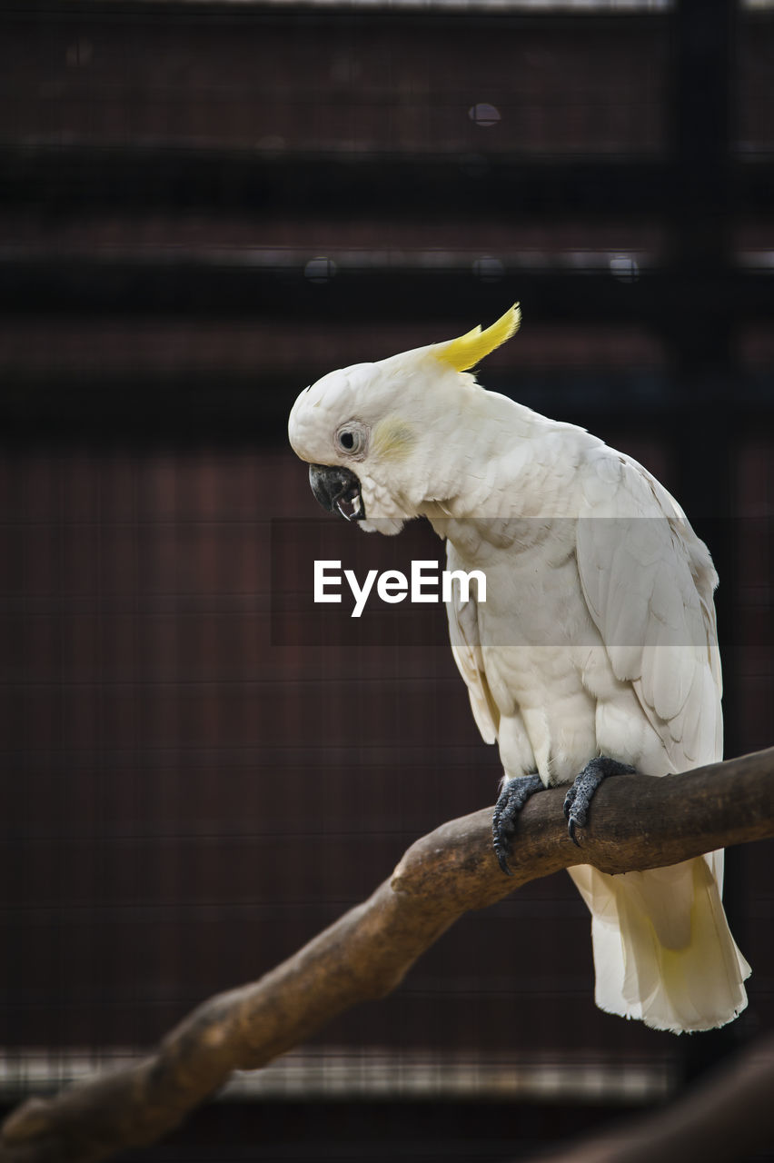 Close-up of cockatoo perching on wood in cage at zoo