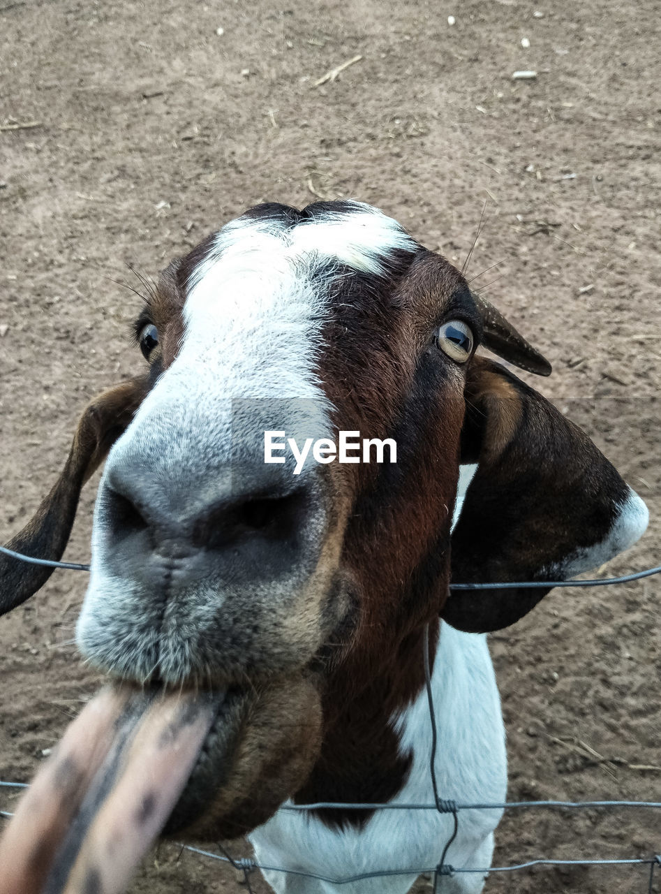 CLOSE-UP PORTRAIT OF HORSE
