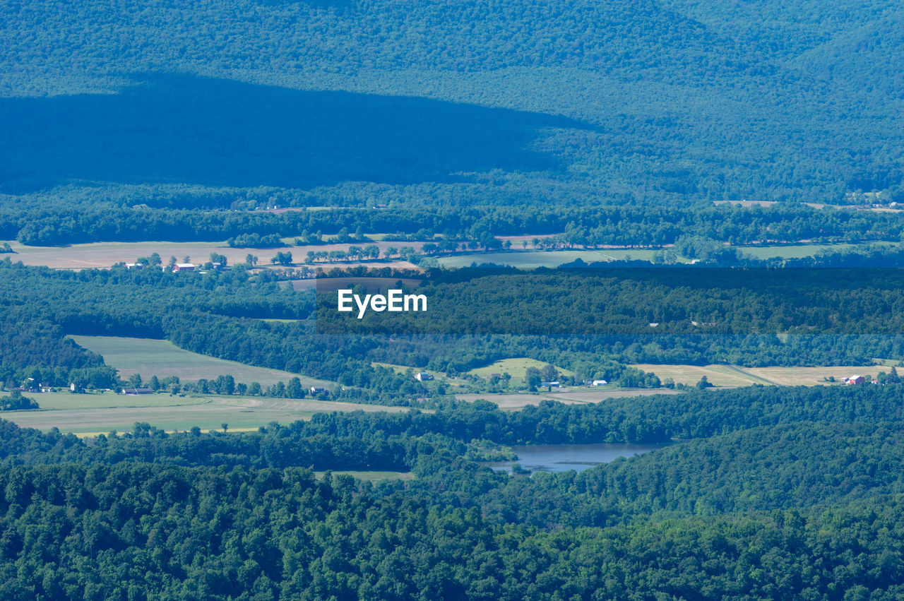 HIGH ANGLE VIEW OF TREES ON LANDSCAPE