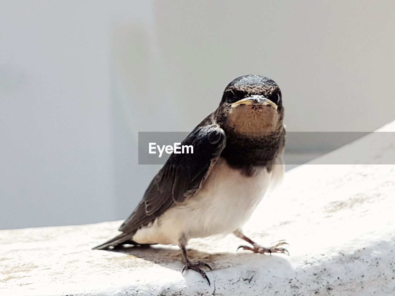 CLOSE-UP OF A BIRD