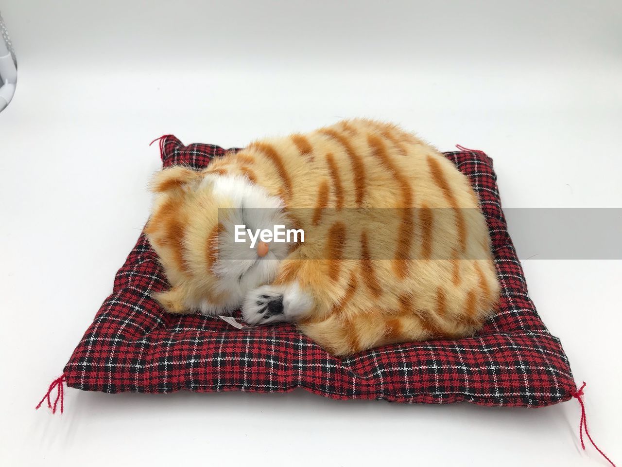 CAT SLEEPING ON A BED