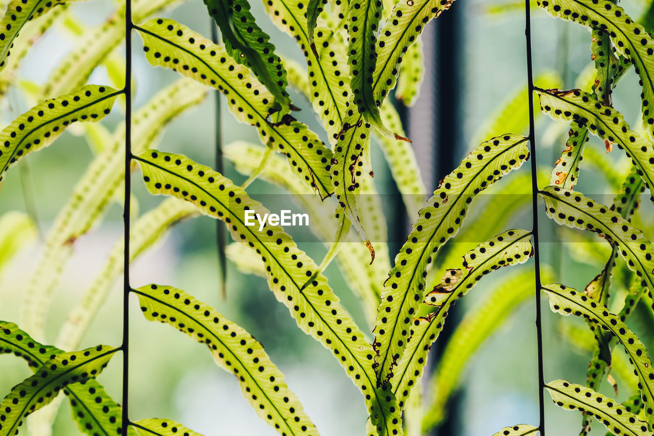 CLOSE-UP OF LEAVES