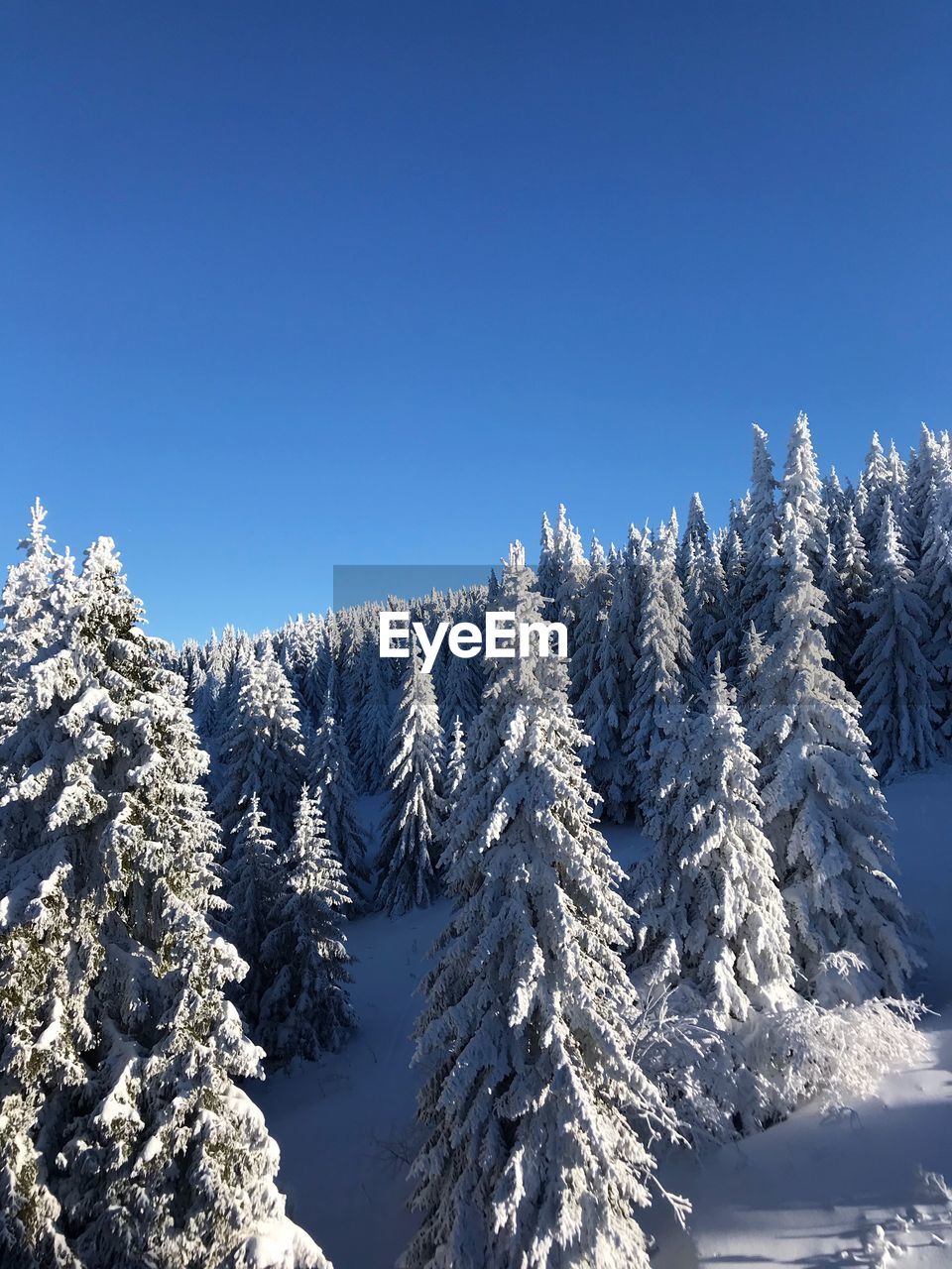 Snow covered pine trees against blue sky