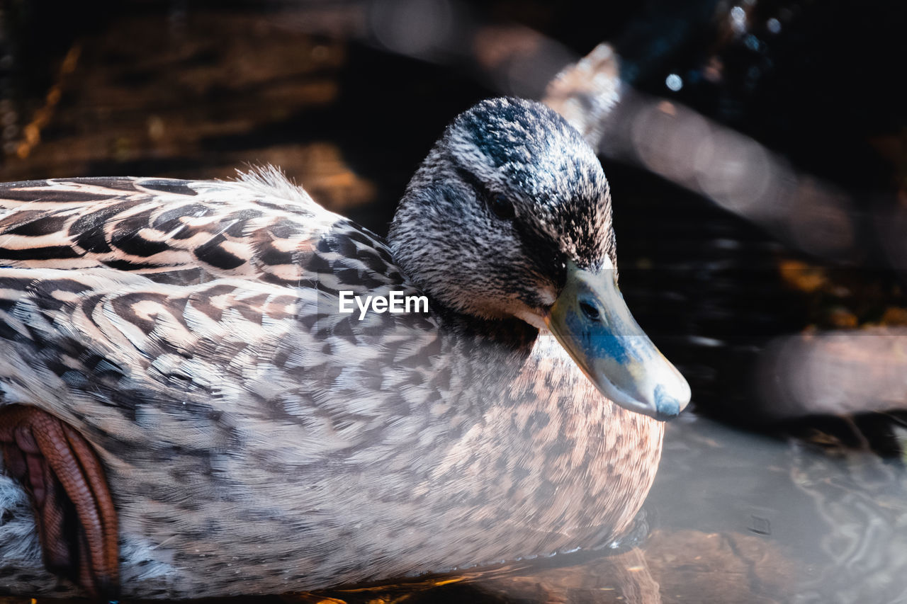 Duck portrait