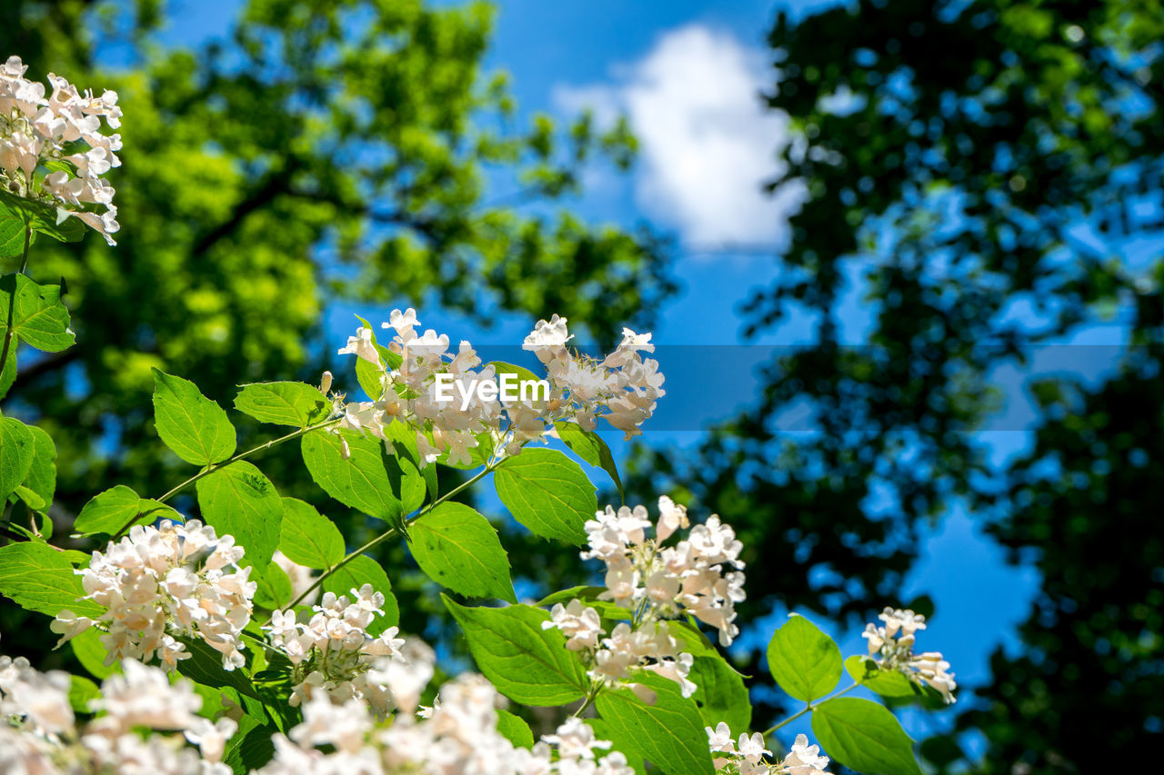 CLOSE-UP OF FRESH WHITE FLOWERING PLANT AGAINST TREE