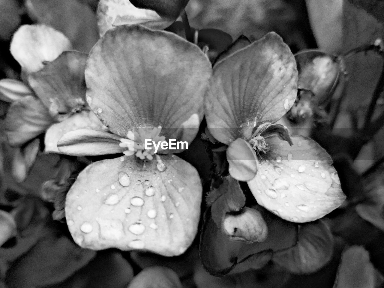 CLOSE-UP OF FLOWERS BLOOMING