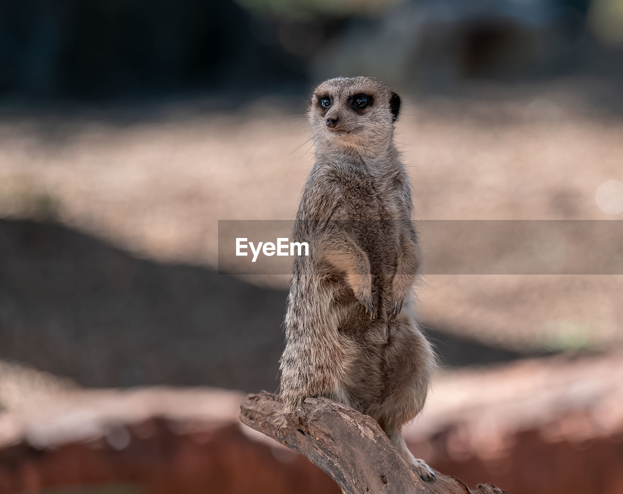 animal themes, animal, meerkat, animal wildlife, wildlife, one animal, mammal, close-up, carnivore, no people, nature, alertness, standing, portrait, full length, guarding, focus on foreground, cute, outdoors, sitting, looking, looking at camera, whiskers, day, protection