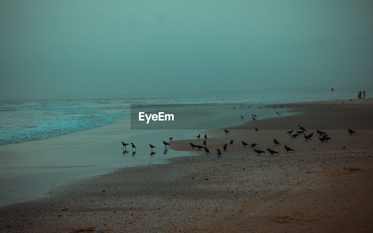 FLOCK OF BIRDS FLYING OVER BEACH AGAINST SKY