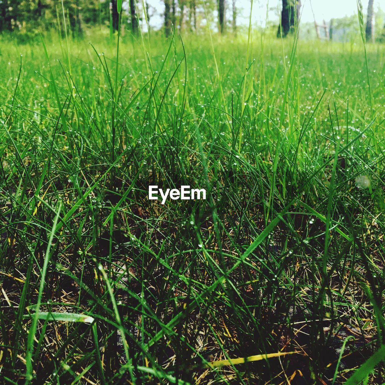 GRASS GROWING IN FIELD